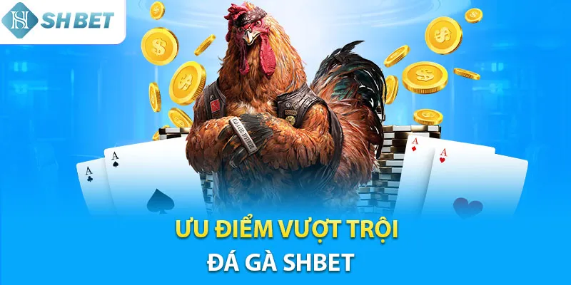 Những ưu điểm nổi bật của sảnh đá gà Shbet